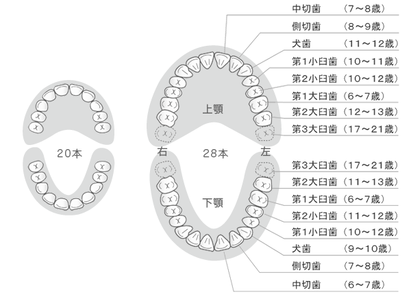 こどもの歯　生え変わり